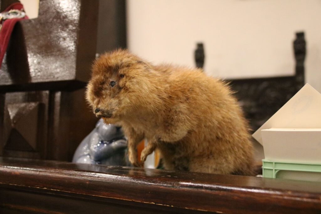 Die ob-der-hamel Ratze