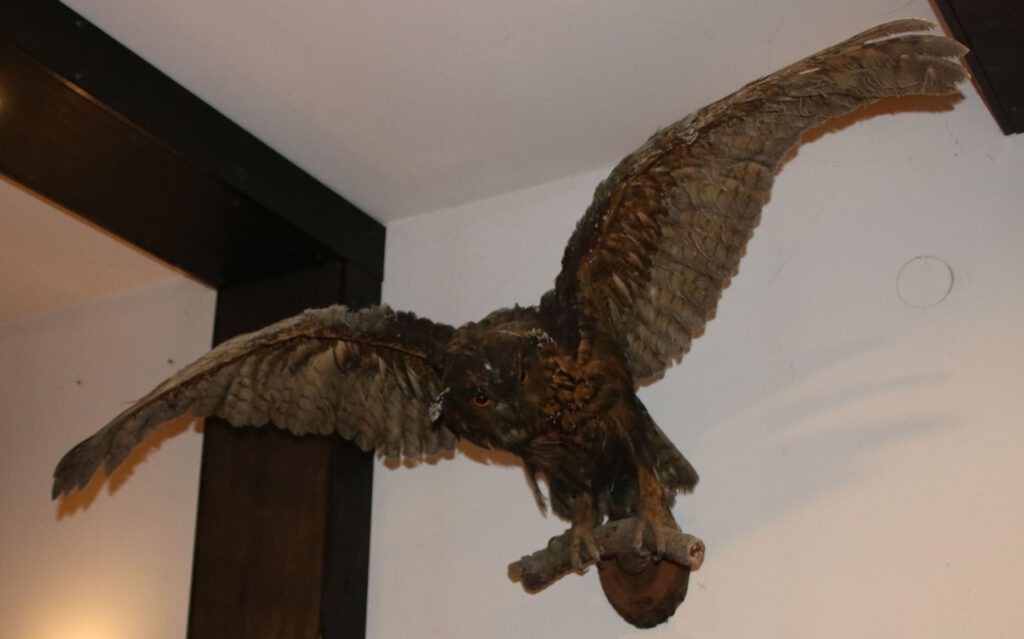 Uhu mit den ausgebreiteten Schwingen